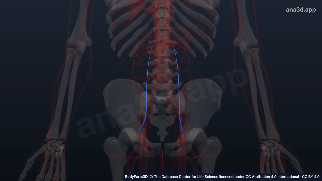 3D model: subdivision of external iliac artery proper