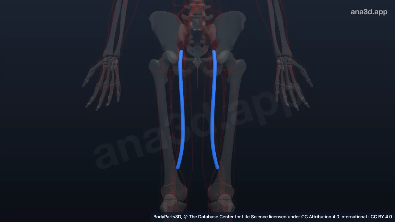 Modelo 3D: Artéria femoral