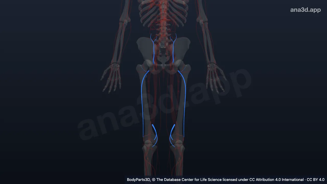3D model: subdivision of femoral artery
