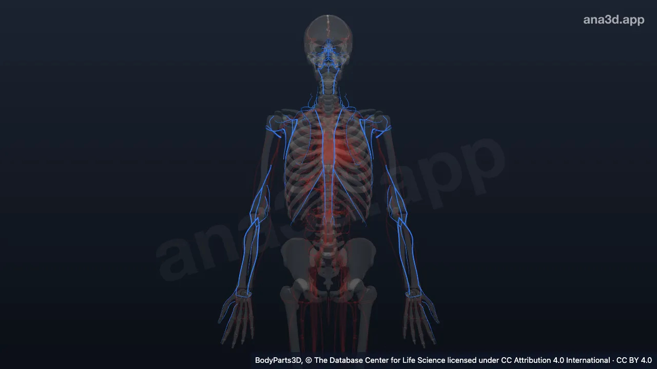 Modelo 3D: Subdivisión de la arteria subclavia