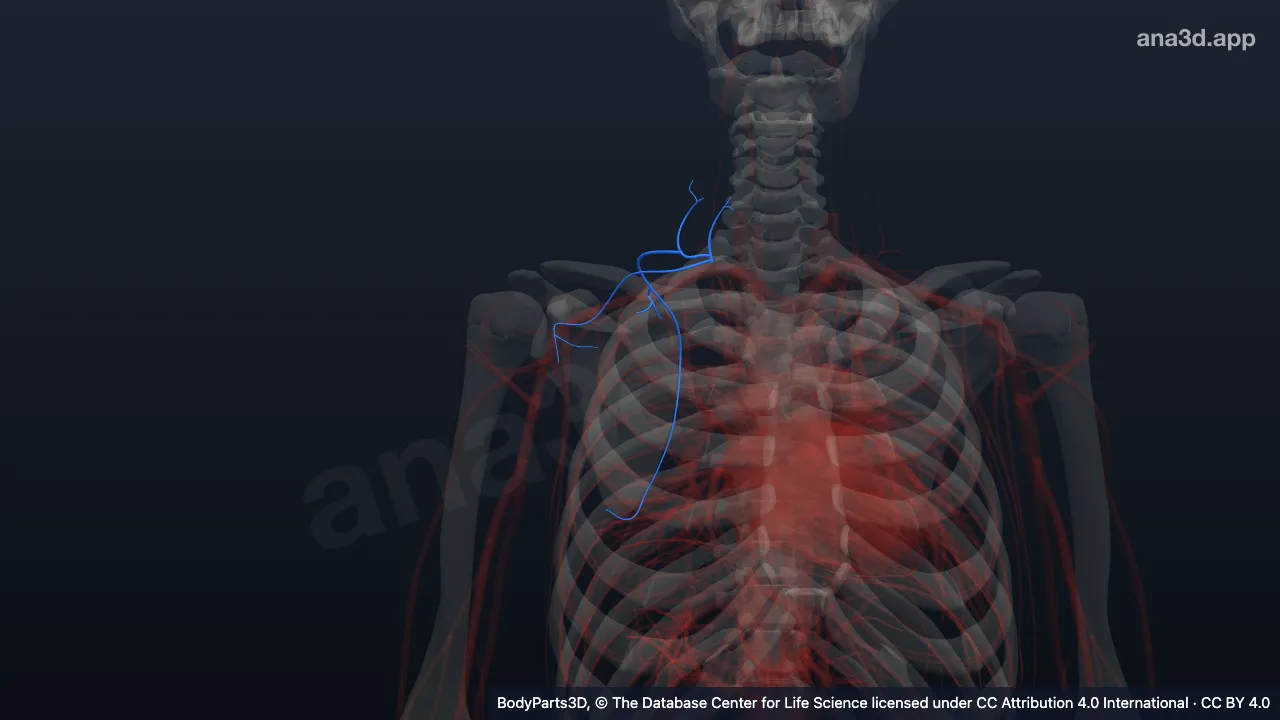 3D-Modell: Rechte Arteria thyrocervicalis