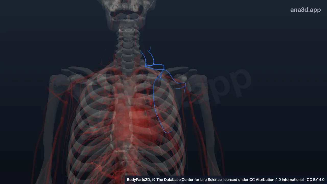Modèle 3D : Artère thyro-cervicale gauche