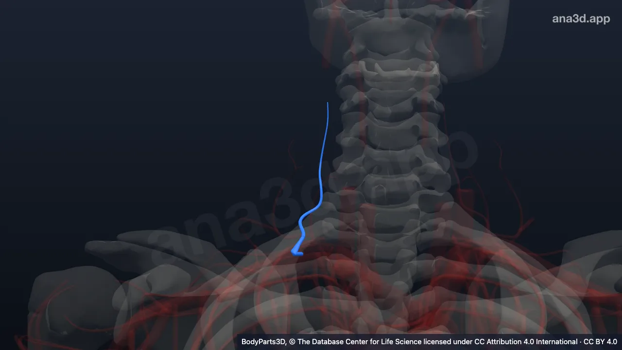 3D-Modell: Rechte Arteria costocervicalis