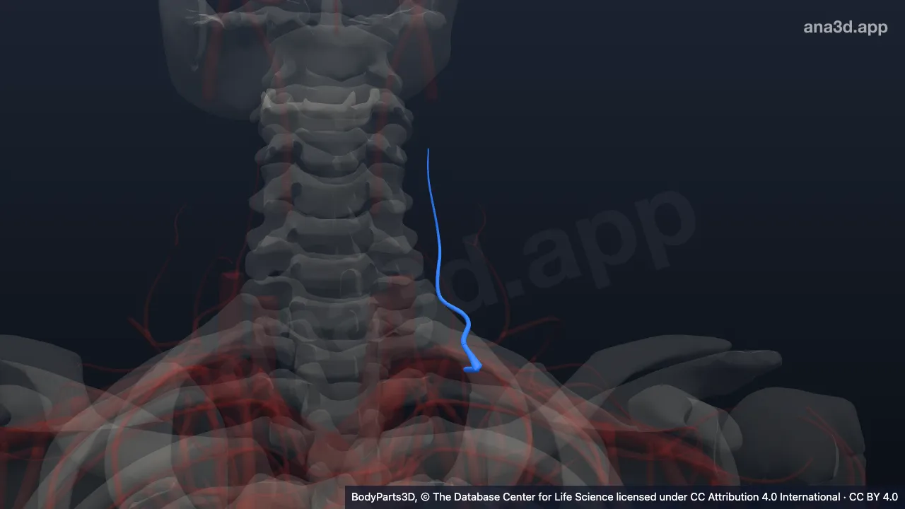Modelo 3D: Arteria costocervical izquierda