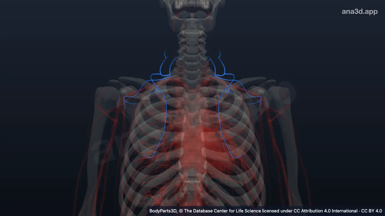 Model 3D: Subdivisi arteri tiroservikalis