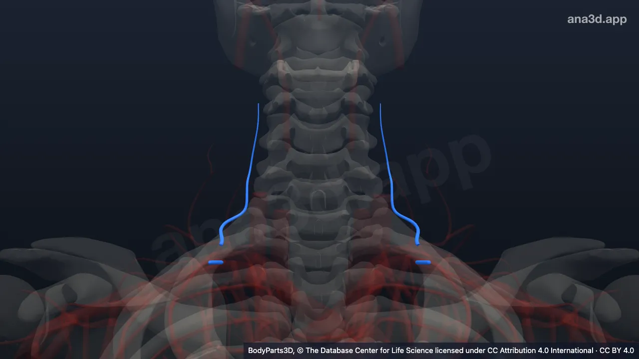 Modelo 3D: Subdivisão da artéria costocervical