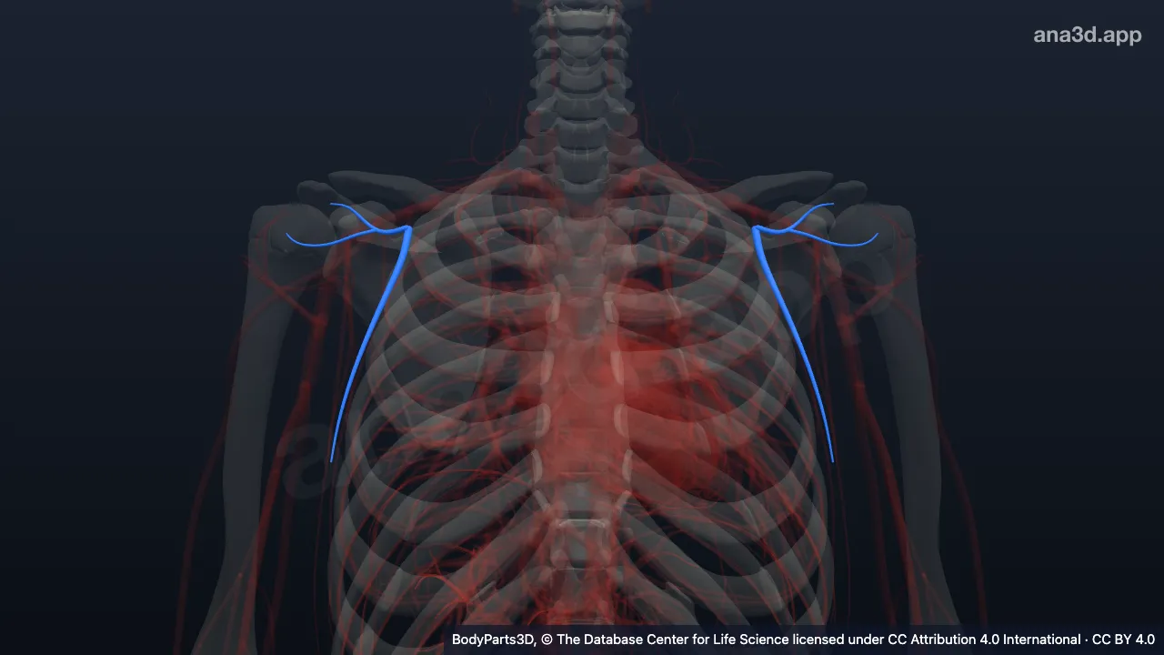 Modelo 3D: Subdivisión de la arteria toracoacromial