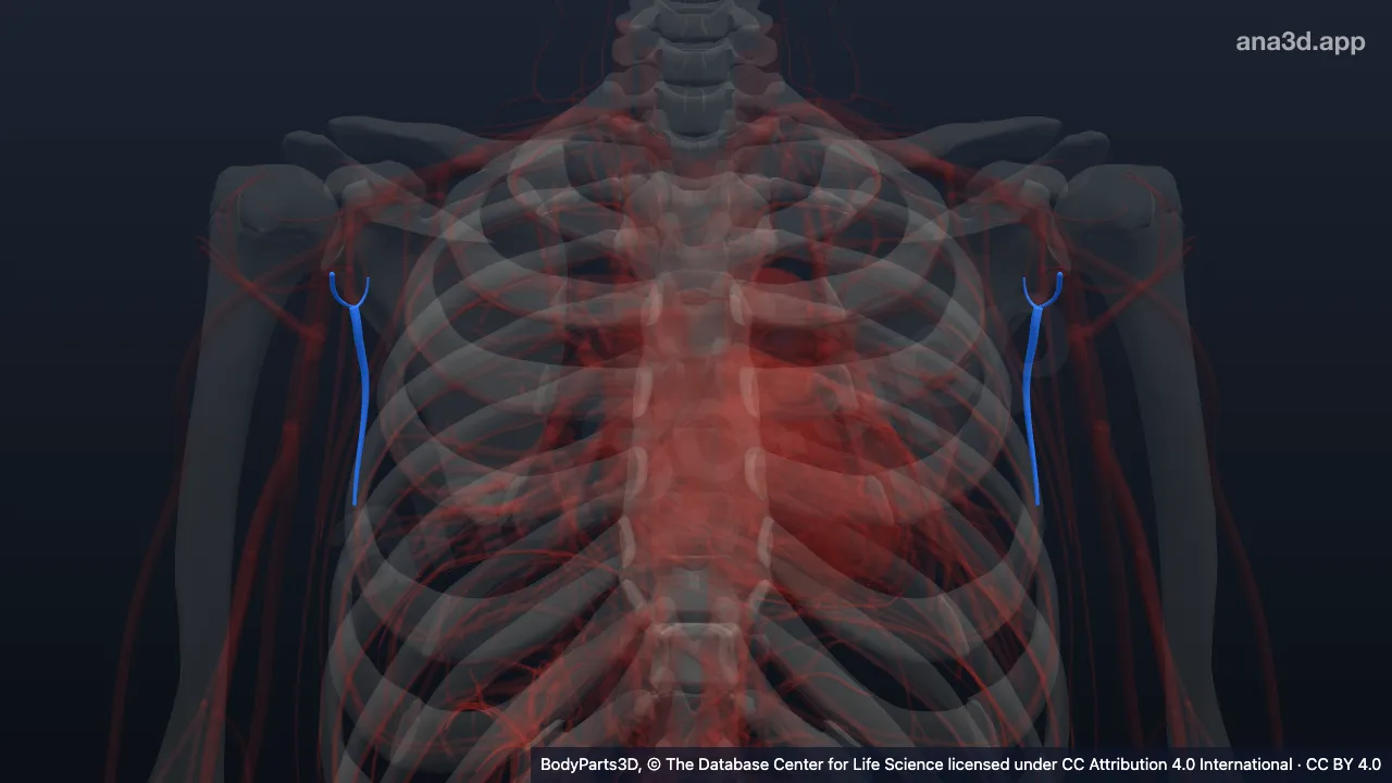 Model 3D: Subdivisi arteri subskapularis