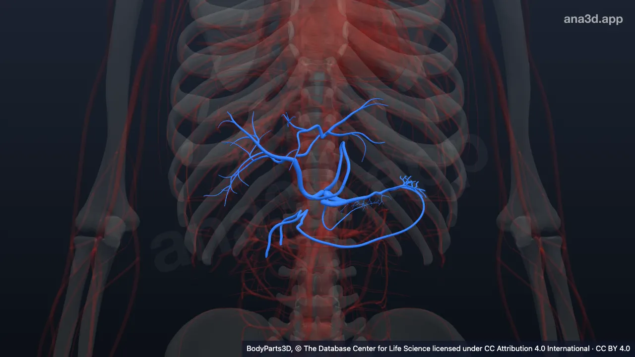 3D-Modell: Unterteilung des Truncus coeliacus