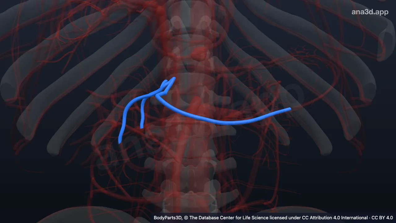 Modelo 3D: Subdivisión de la arteria gastroduodenal