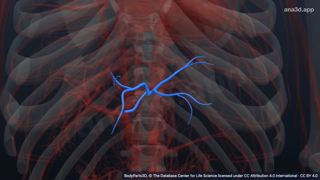3D model: subdivision of left hepatic artery