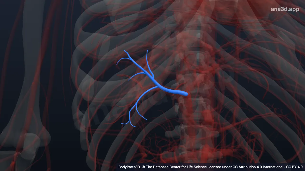 3D model: anterior segmental hepatic artery