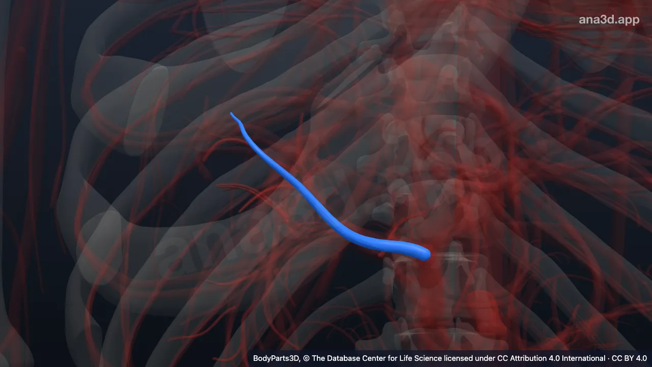 Modelo 3D: Arteria hepática segmentaria anterior superior