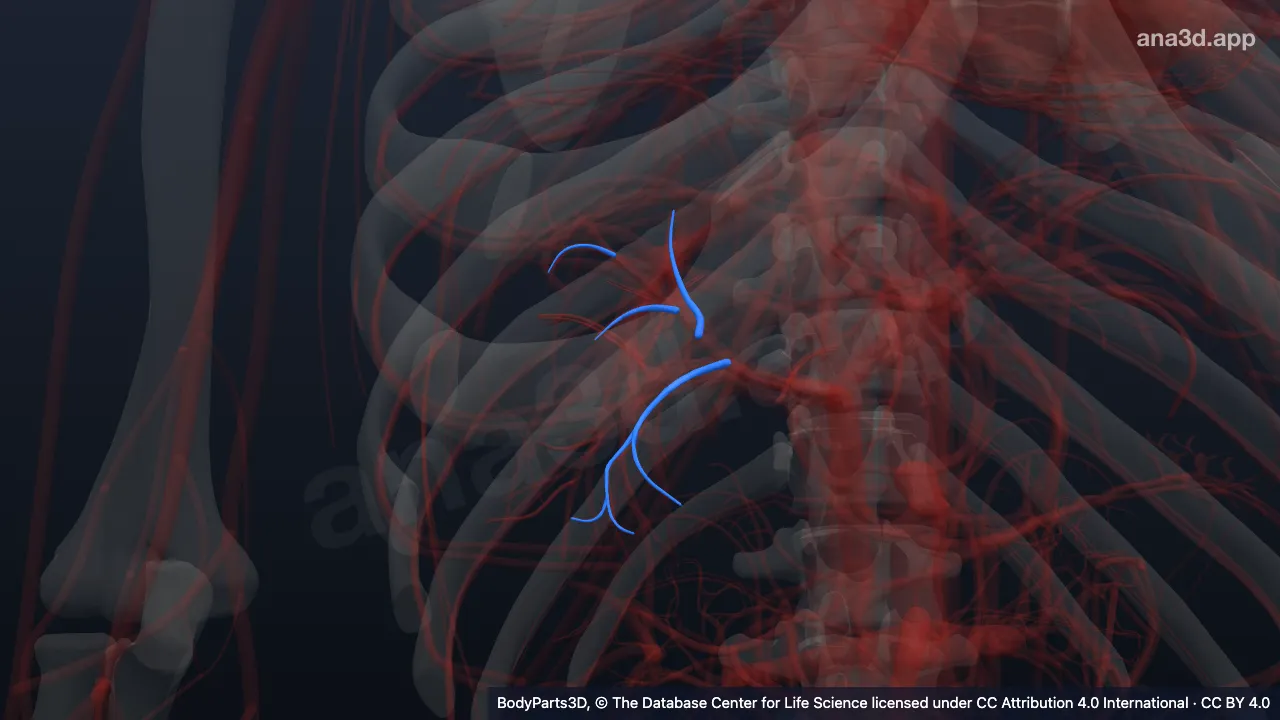 3D-Modell: Arteria hepatica segmentalis anterior inferior