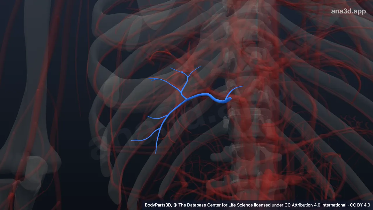 Modelo 3D: Arteria hepática segmentaria posterior