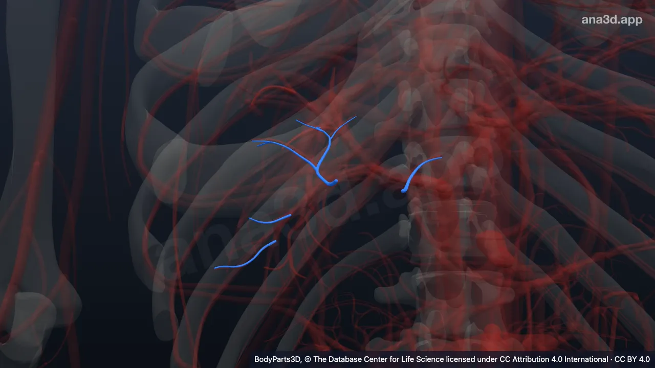 Modelo 3D: Artéria hepática segmentar posterior superior