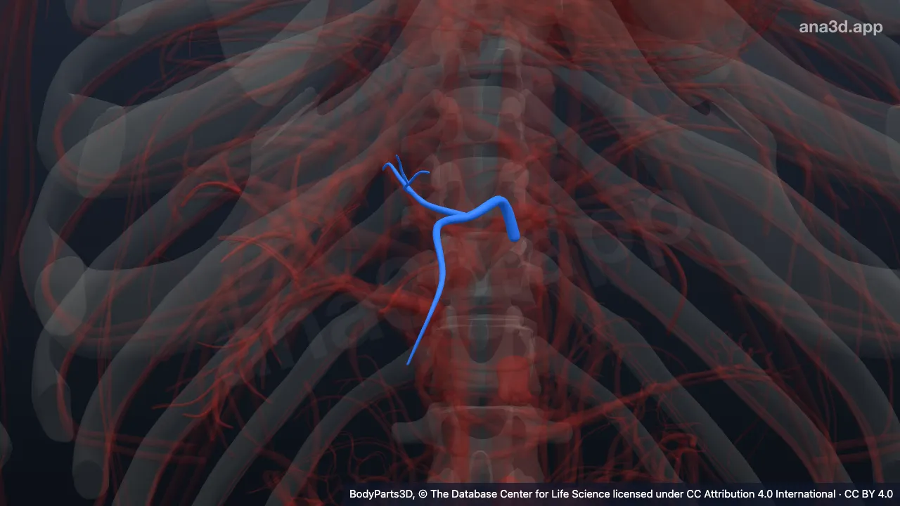 3D model: medial segmental hepatic artery