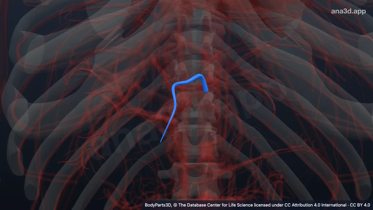 3D model: medial inferior segmental hepatic artery