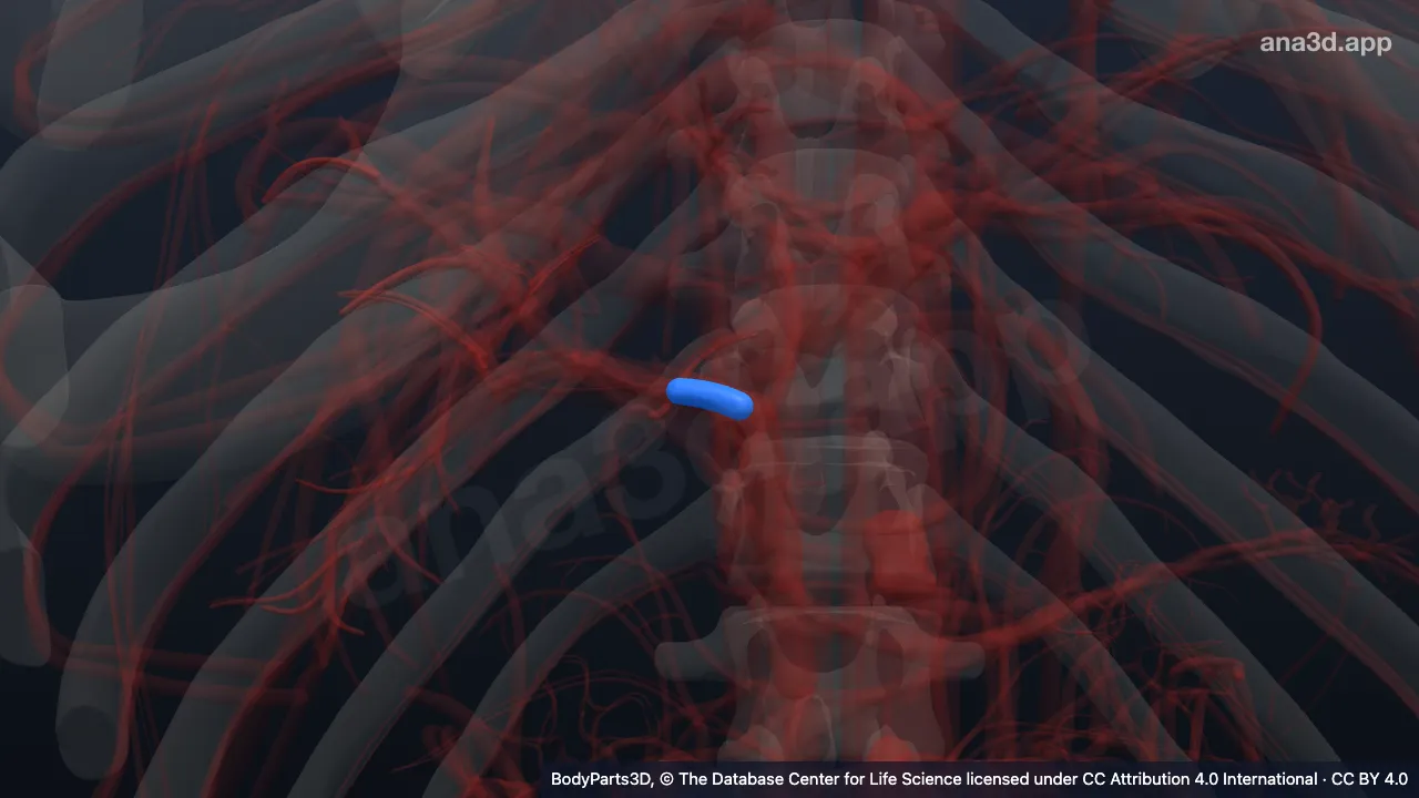 3D model: trunk of right hepatic artery