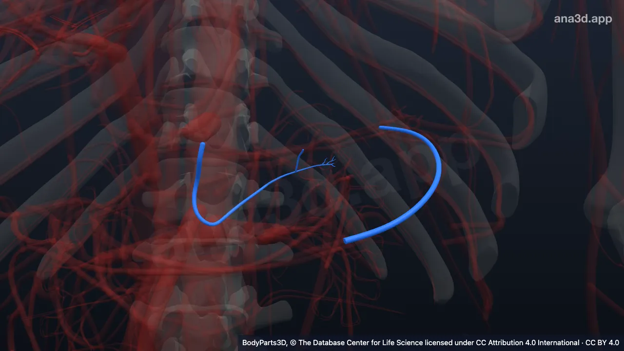 3D model: subdivision of splenic artery