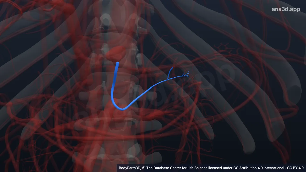 3D model: pancreatic artery