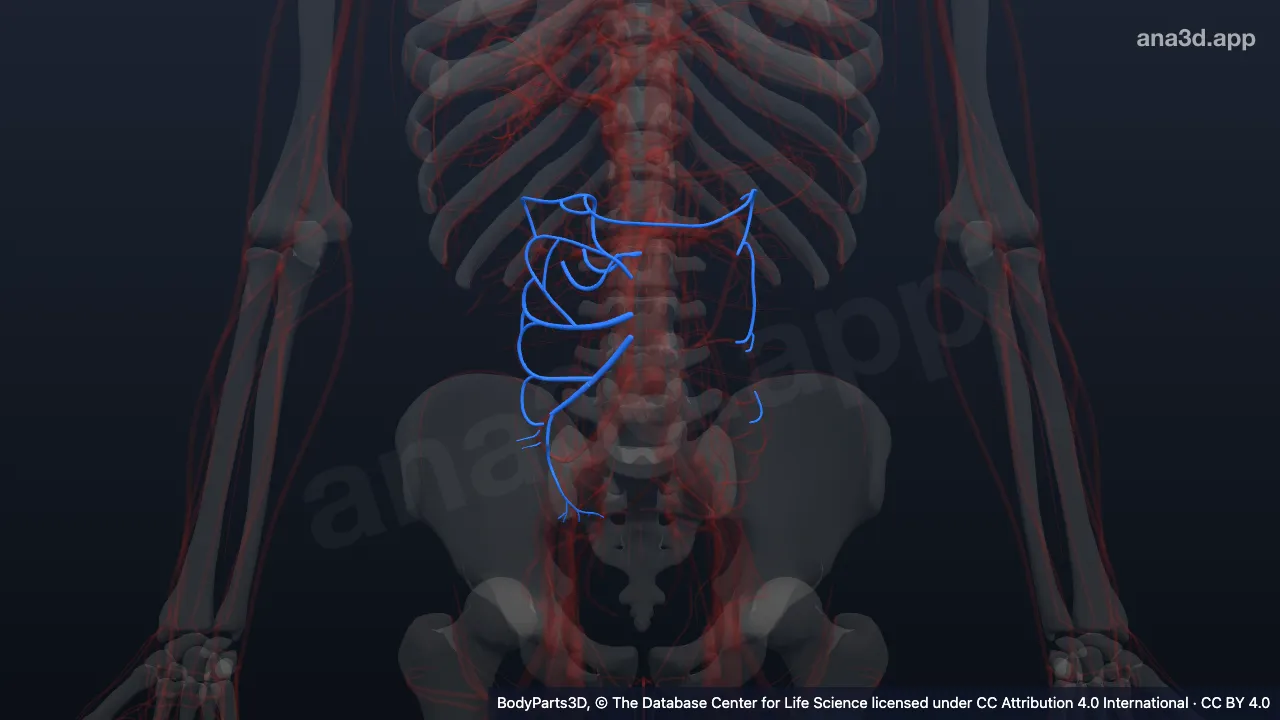 Model 3D: Subdivisi arteri mesenterika superior