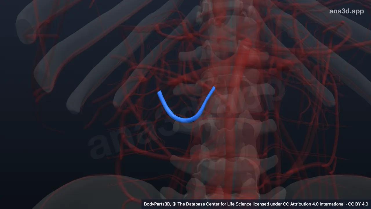 Modelo 3D: Arteria pancreáticoduodenal inferior anterior