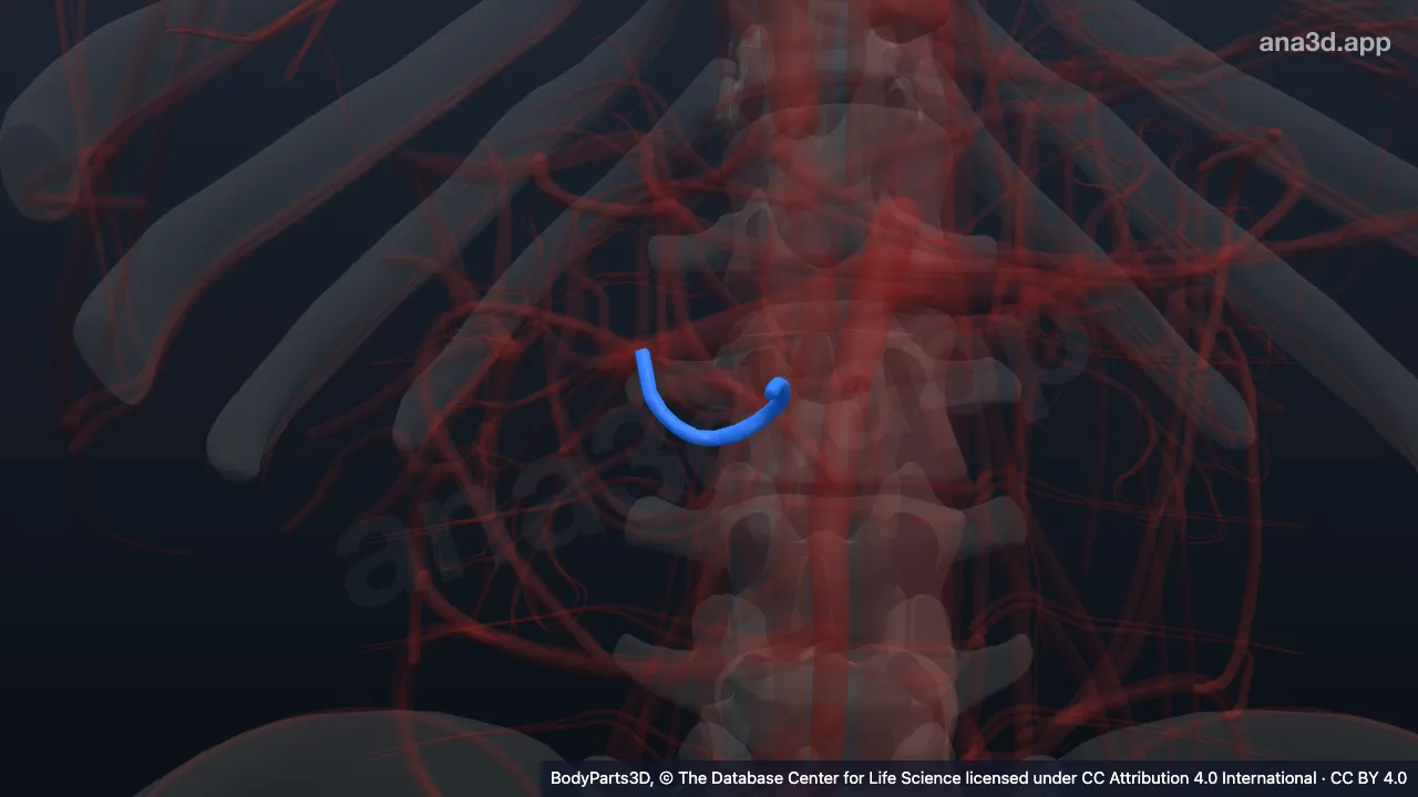 3D model: posterior inferior pancreaticoduodenal artery