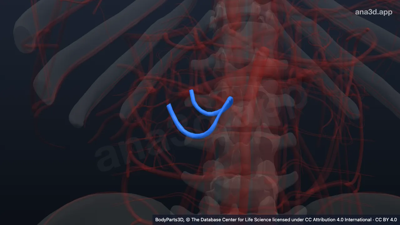 Model 3D: Subdivisi arteri pankreatikoduodenalis inferior