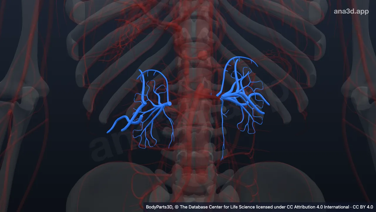 Modelo 3D: Segmento de la arteria renal