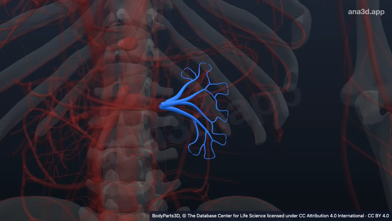 Model 3D: Divisi anterior arteri renalis kiri