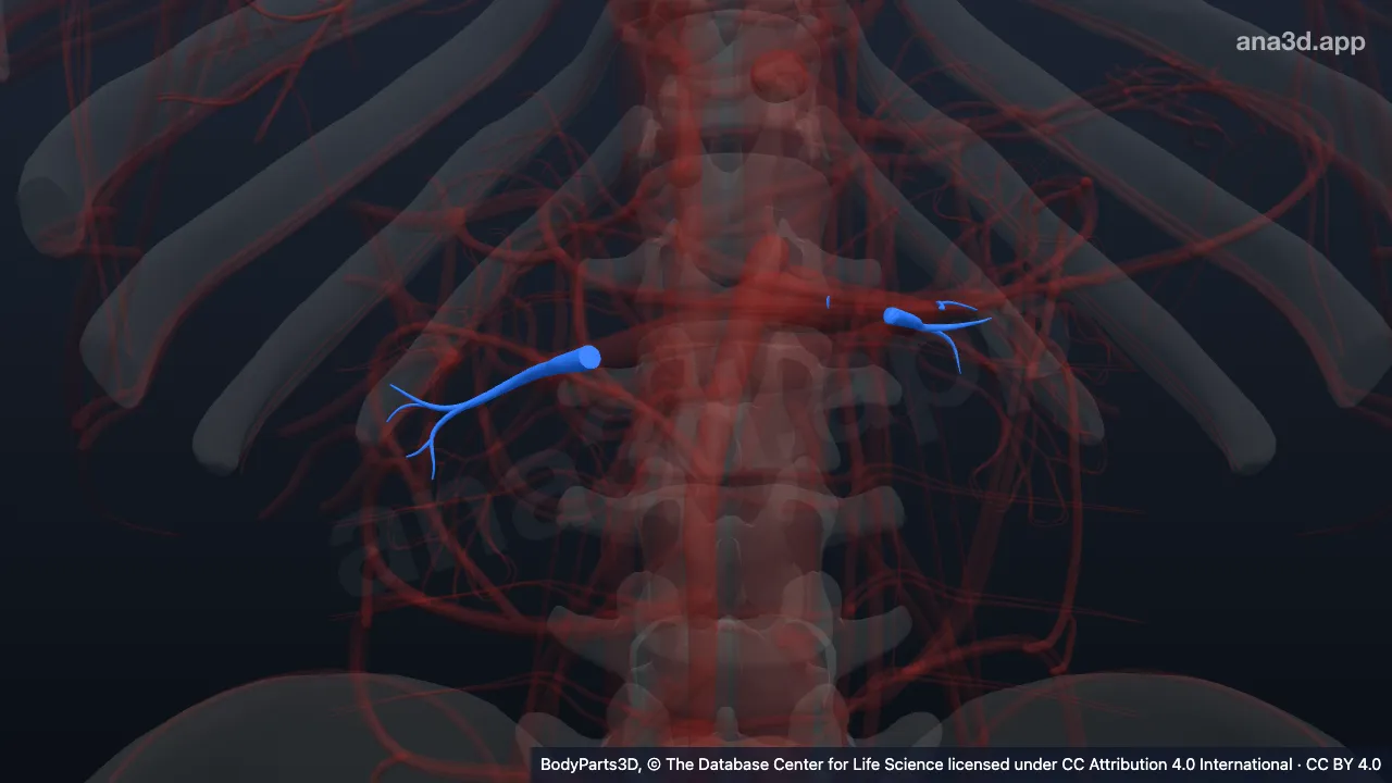 3D-Modell: Divisio posterior der Arteria renalis