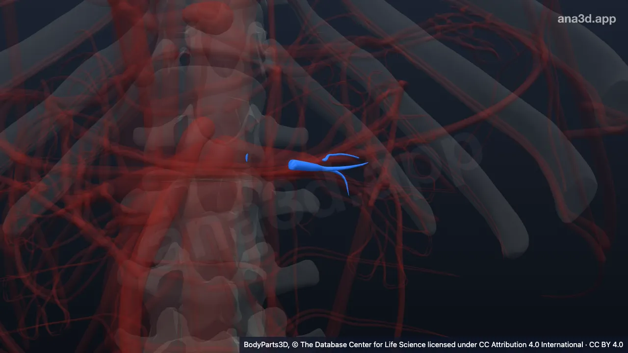 Model 3D: Divisi posterior arteri renalis kiri
