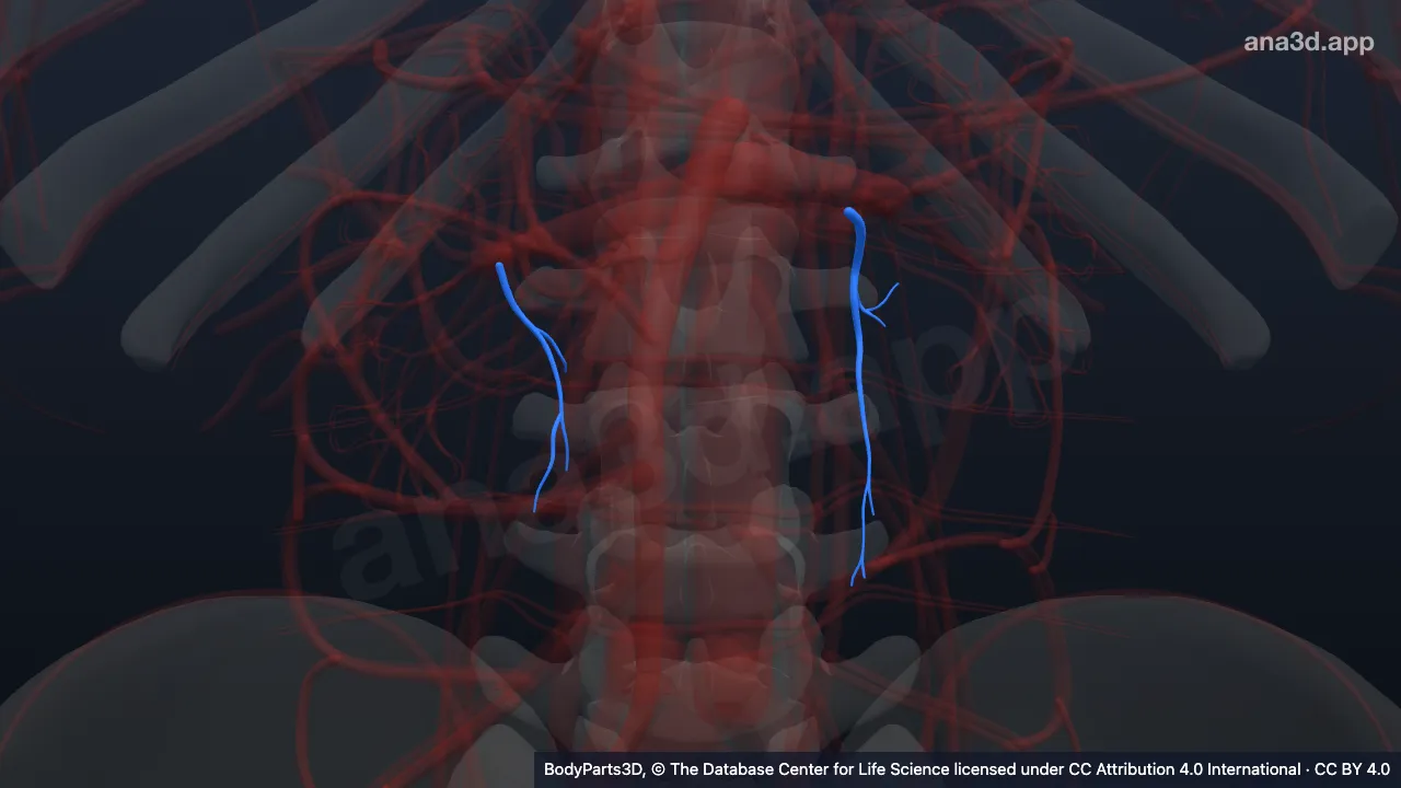 3D model: ureteric segment of renal artery