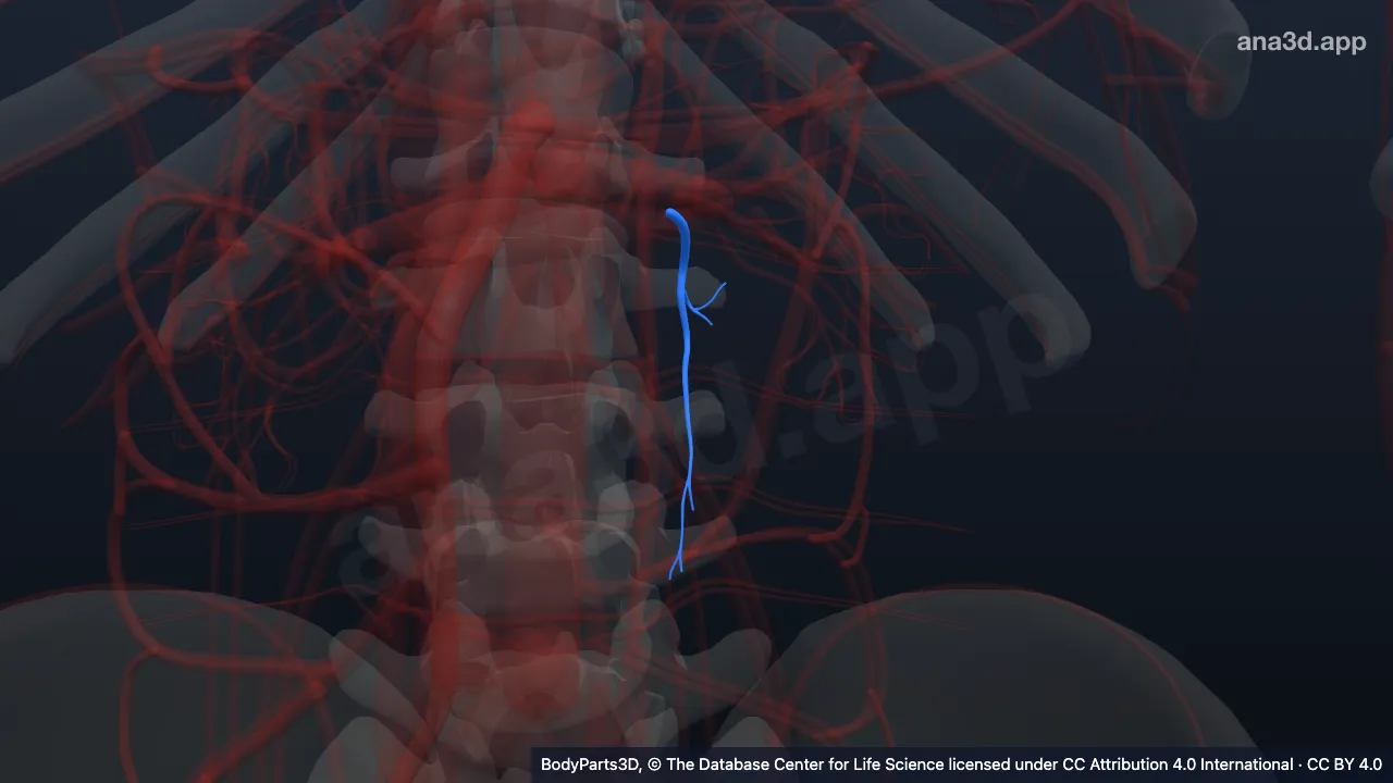 3D-Modell: Uretersegment der linken Arteria renalis
