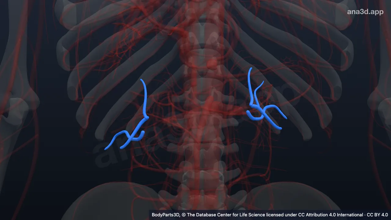 3D model: segmental renal artery