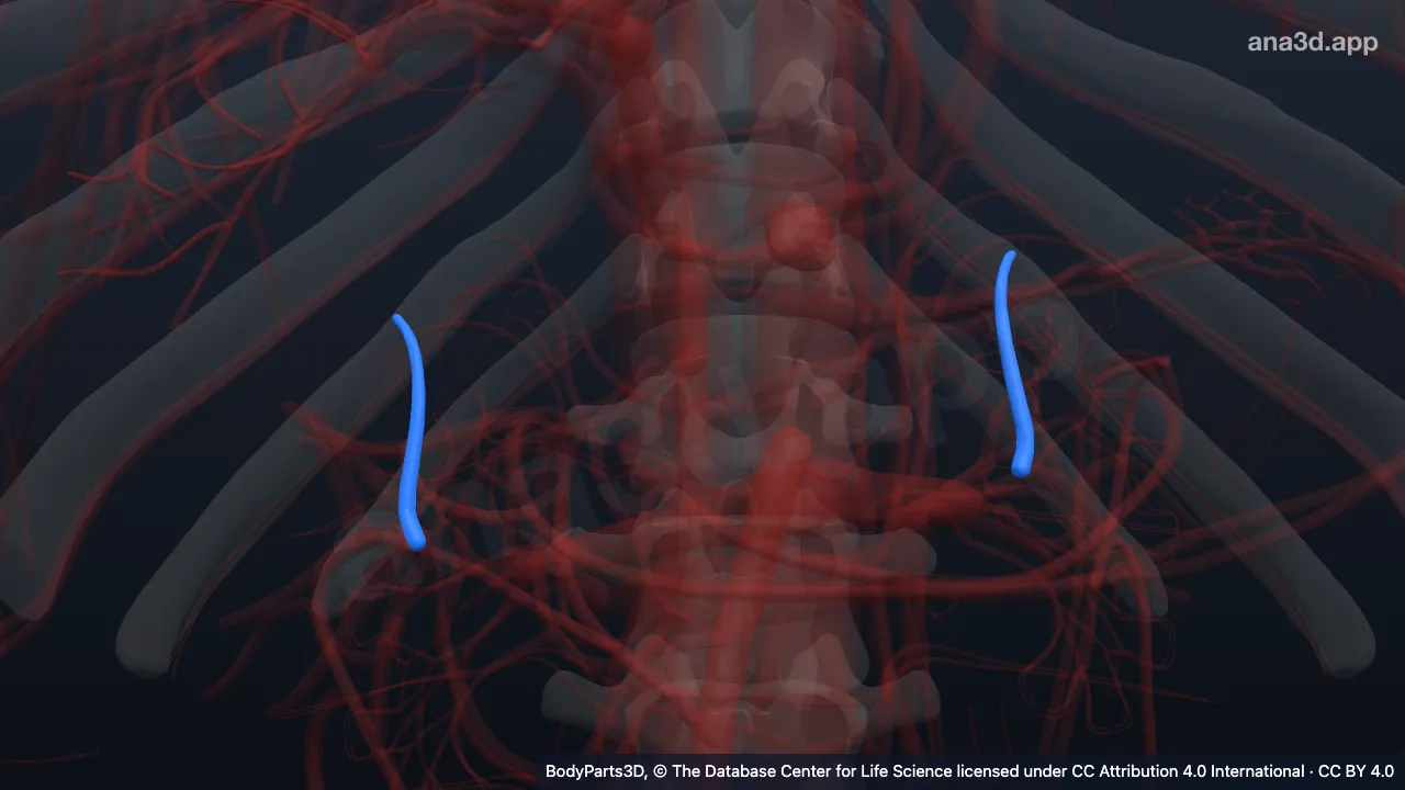 3D model: superior segmental renal artery