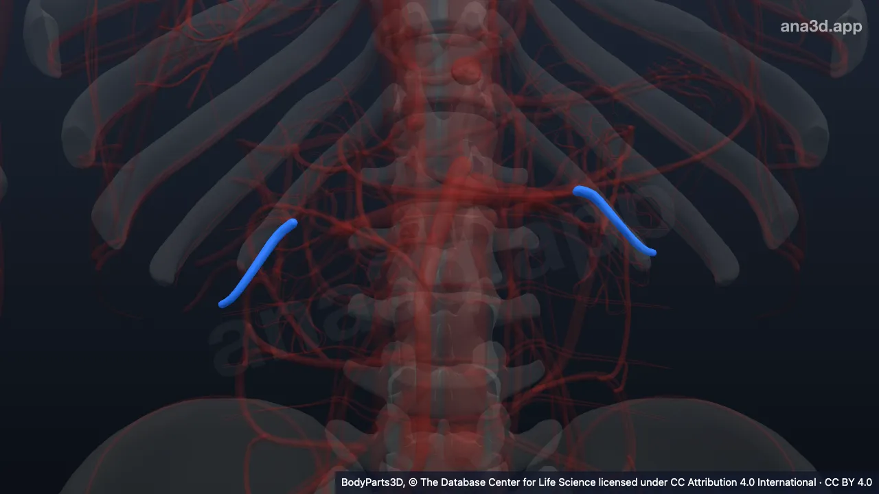 3D model: inferior segmental renal artery