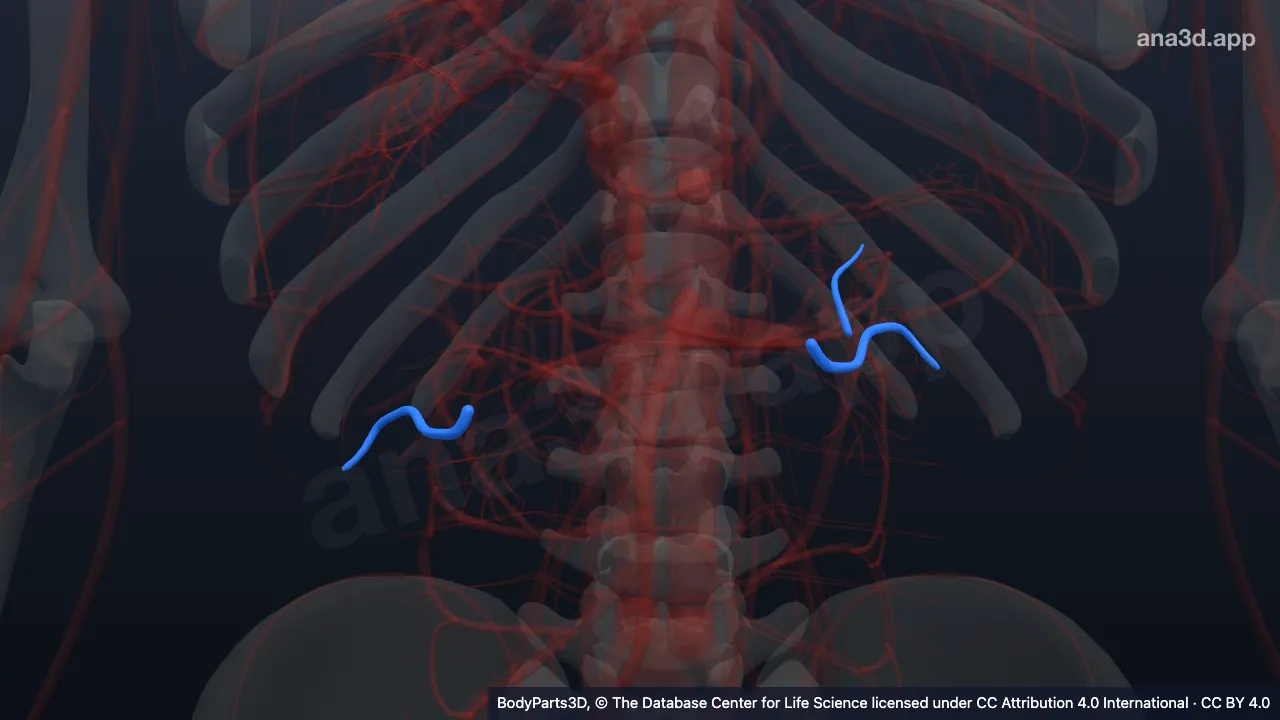 3D model: posterior segmental renal artery