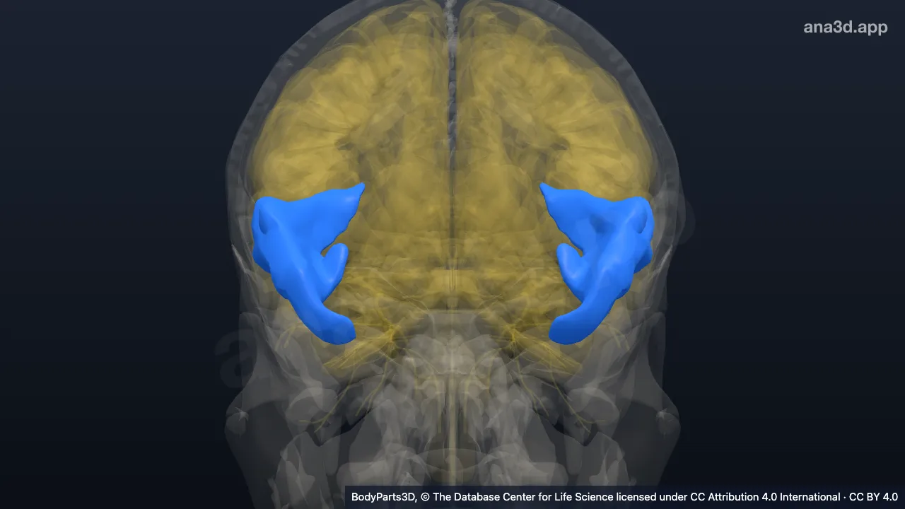 Modèle 3D : Partie antérieure du gyrus temporal supérieur