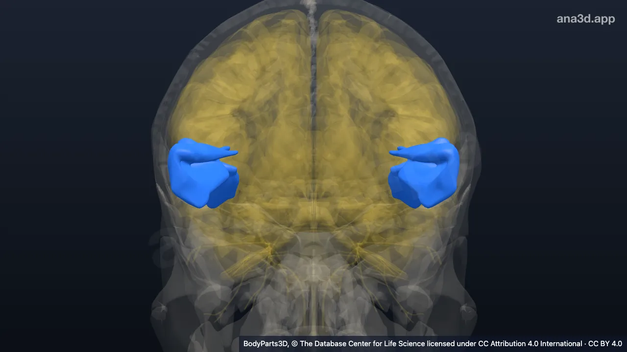 Modelo 3D: Parte posterior do giro temporal superior