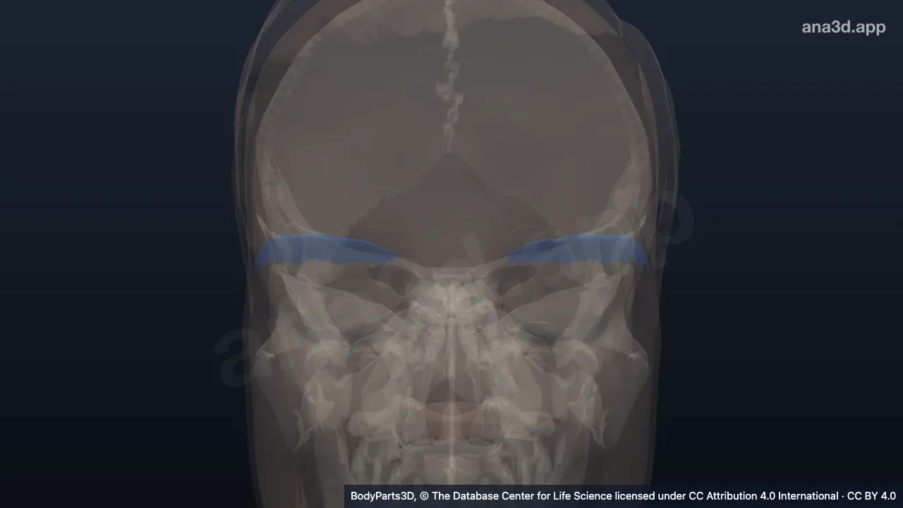 3D-Modell: Gesamtheit der Gesichtshaare