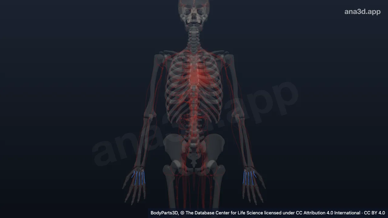 Modèle 3D : artères métacarpiennes dorsales