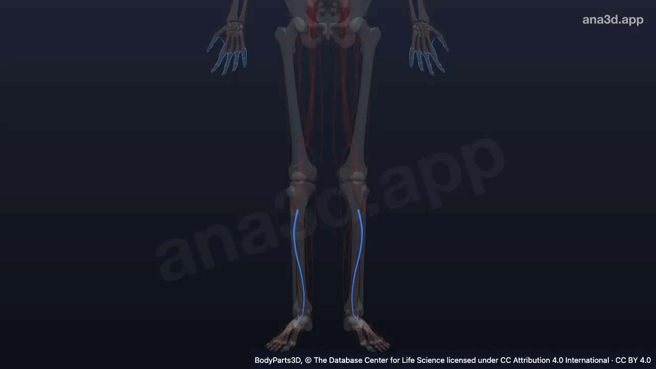 Modelo 3D: Conjunto de artérias digitais dorsais