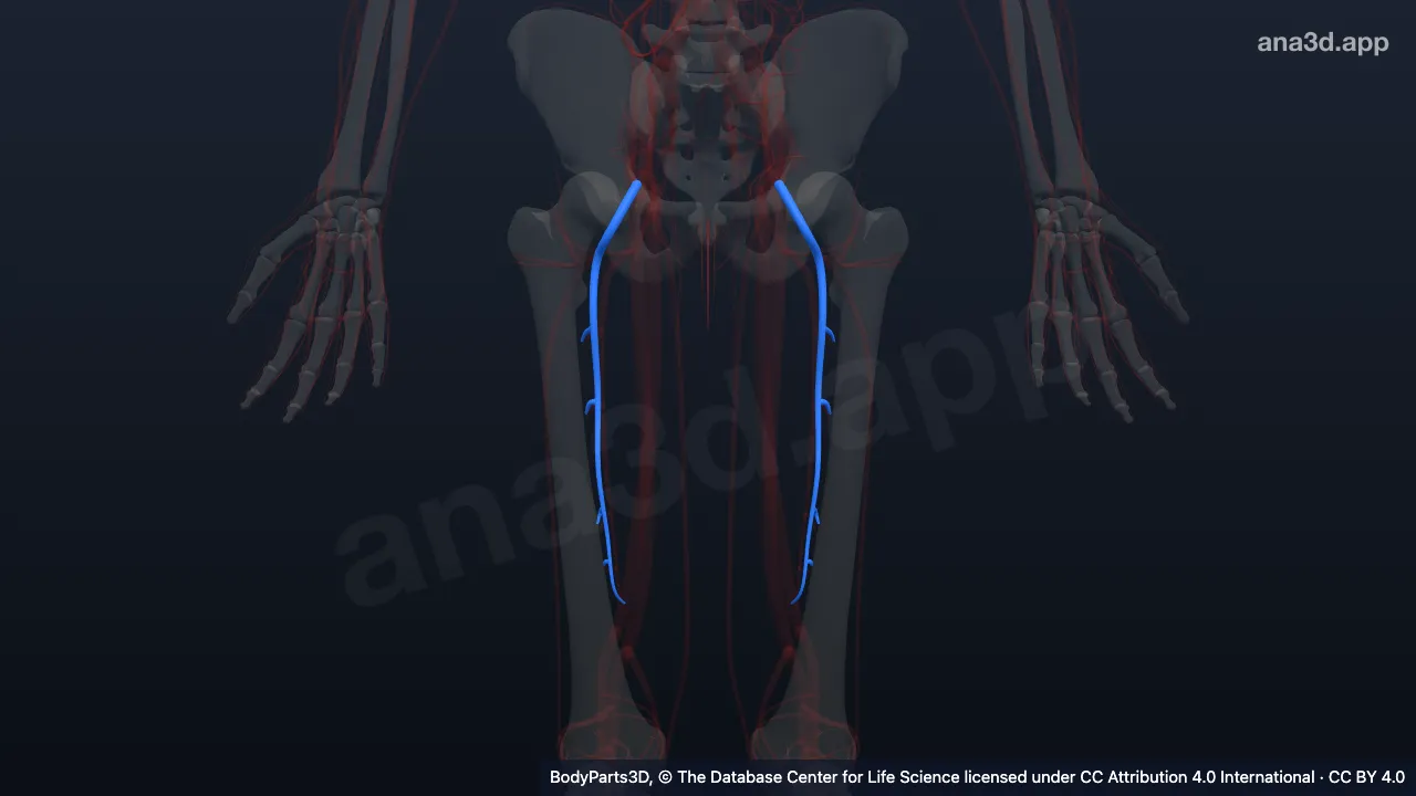 Model 3D: Kumpulan arteri perforans
