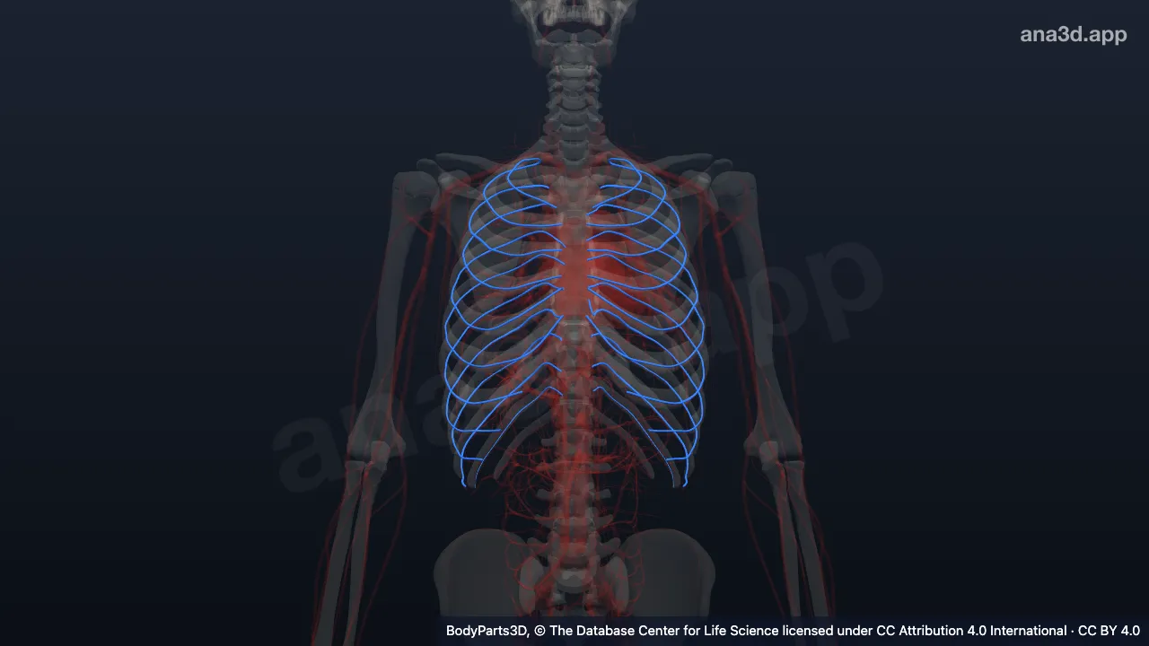 Modèle 3D : veine intercostale antérieure
