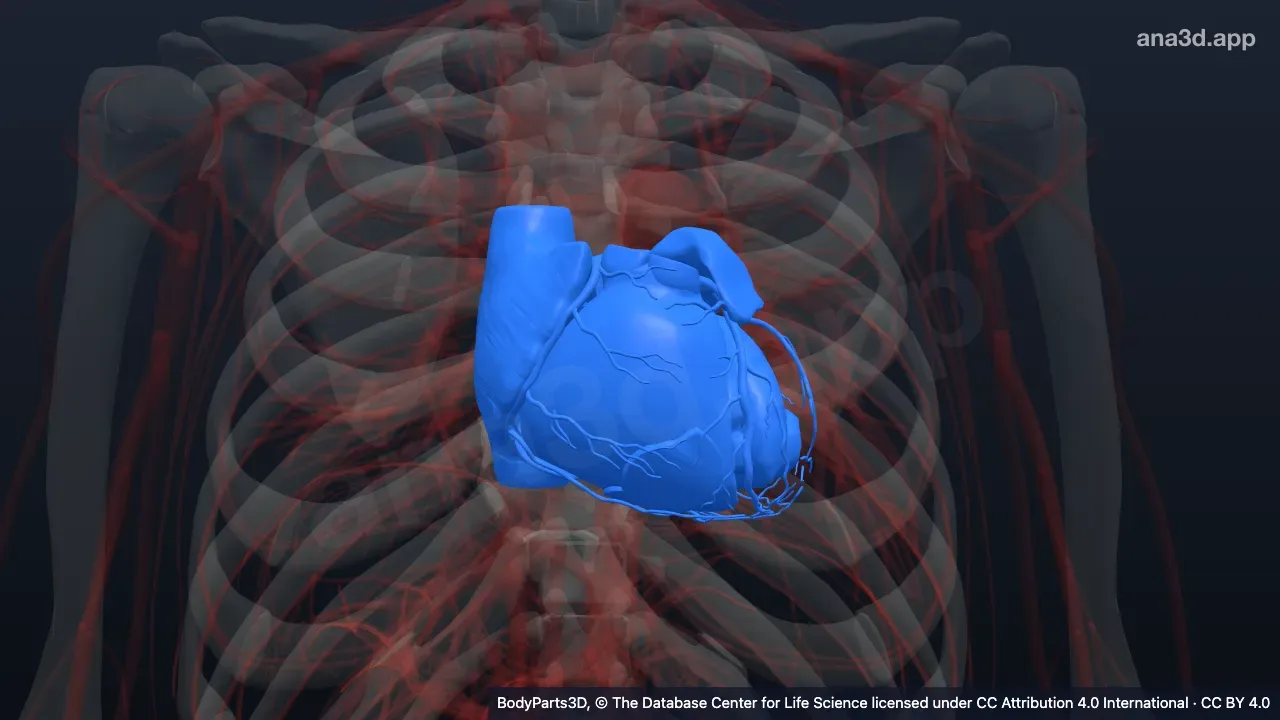 Modelo 3D: corazón humano
