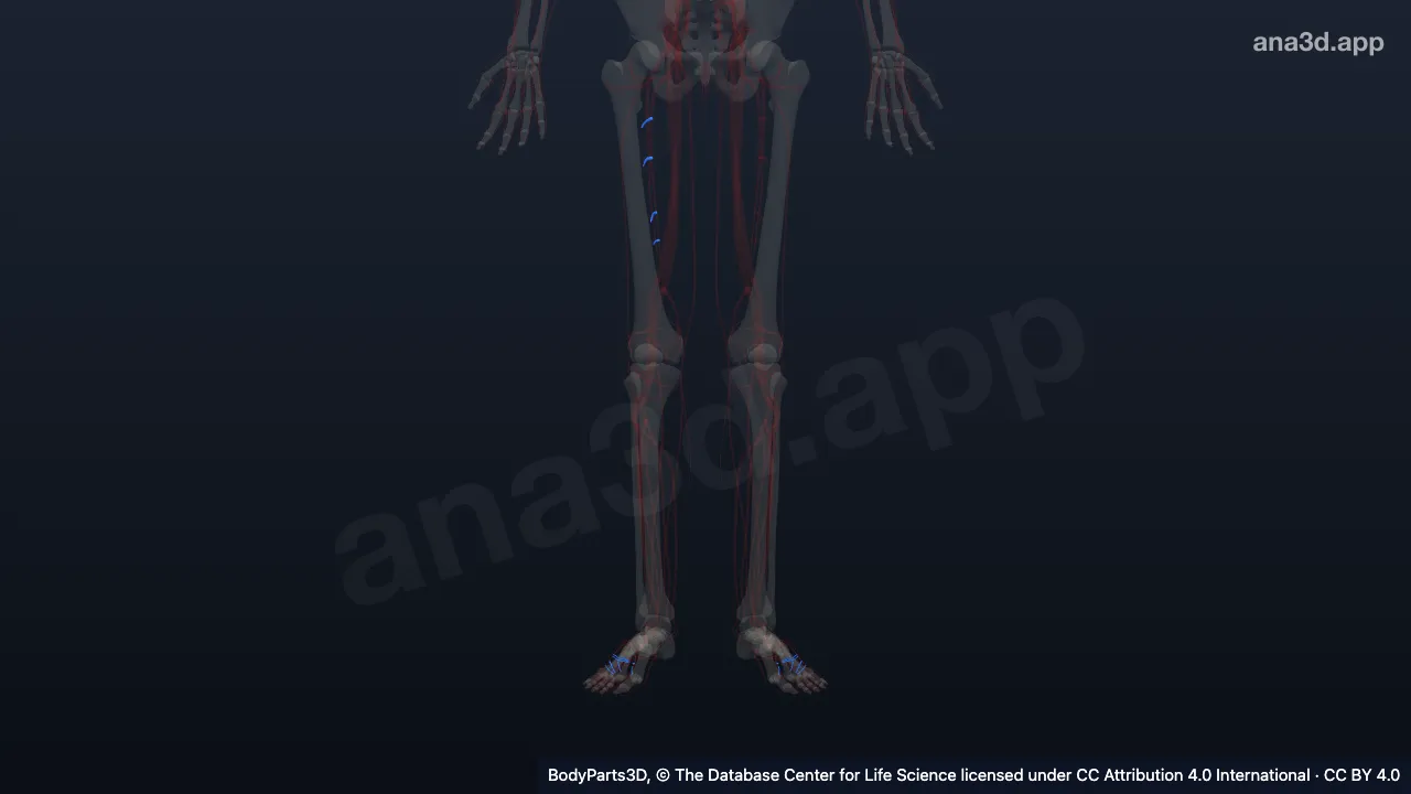 Modelo 3D: Veias perfurantes