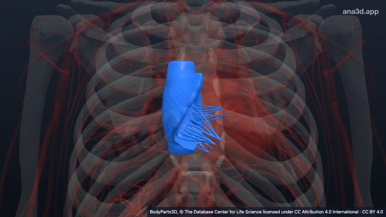 3D model: right atrium