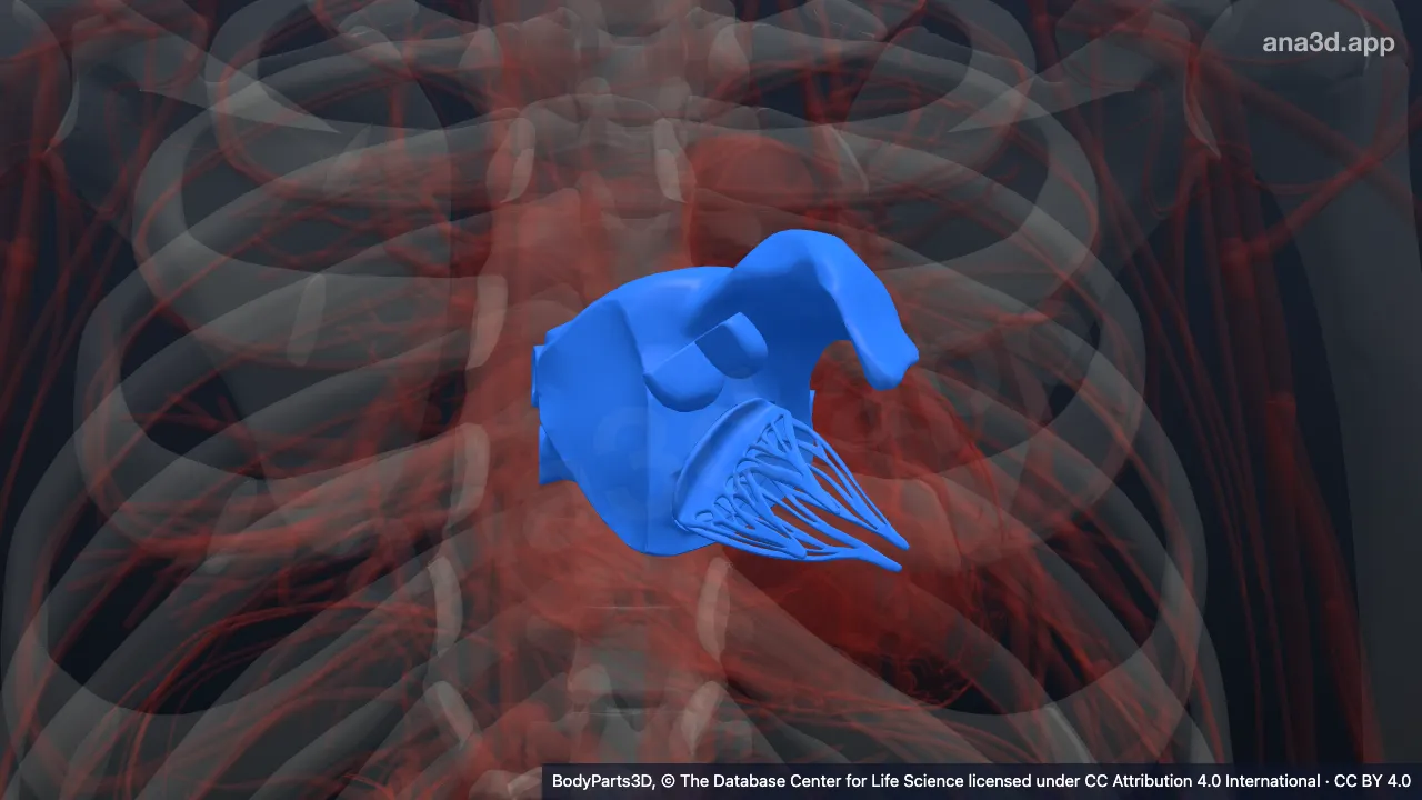 3D model: left atrium